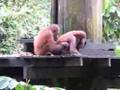 Orangutans wrestling