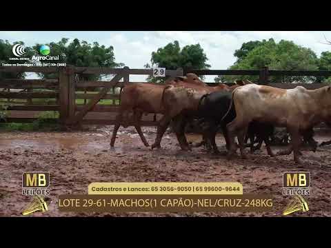 527� LEIL�O VIRTUAL MB LEIL�ES