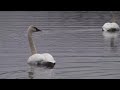 Cygne trompette à Kitimat, BC Cygne trompette à Kitimat, BC