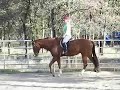 AQHA Hunter Under Saddle Gelding \"Bippity Boppin Along\"