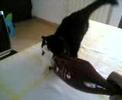 exotic cat quasimodo air very funny