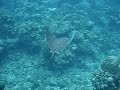 Spotted Ray - Rotan Honduras
