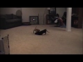 dog wrestling