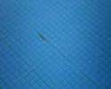 iscas matt�s