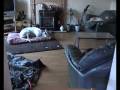 videos de Greyhounds home alone