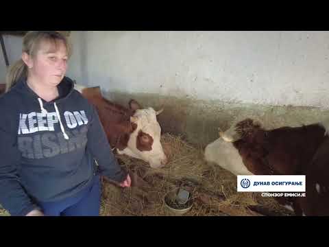 ПОРОДИЦА ДОМАНОВИЋ ИЗ СОКОЛИЋА, ЈЕДНА ОД РЕТКИХ У ОВОМ ЧАЧАНСКОМ СЕЛУ КОЈА СЕ БАВИ ПРЕРАДОМ МЛЕКА