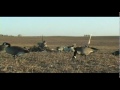 Waterfowl Awesome Hunting in Alberta Great Bird Action & Good Sh