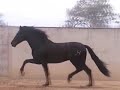 Caballo Ilusión