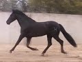 Caballo Ilusi�n