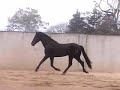 Caballo Ilusión