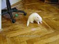 Cs�rg? goly� kerget�s g�rci m�dra