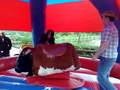 Bucking Bronco