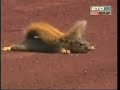 Un ecureuil vient perturber un match de baseball, en direct .