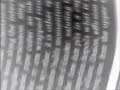 Nico Vassilakis - Visual Poetry In The Continental Review
