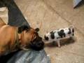 Boerboel video