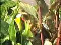 videos de Tropisch Vordenstein  23  - Canna tropicana