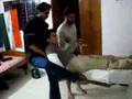 Murthy's birthday bums