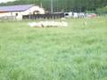 videos de Bleu Perle Perla pastoreando