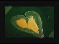 http://www.editionsmontparnasse.fr
apr�s avoir d�couvert comme simple promeneur le travail de yann arthus-bertrand, emilio pacull a pass� de nombreuses heures avec le photographe et nous offre un film � aussi proche de la v�rit� de yann, que ses photos le sont de la terre �