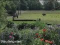 Staudengarten an der Belmer Mühle.mpg