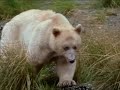 The Rare White Kermode Bear The Rare White Kermode Bear