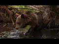 KNUT UND SEINE FREUNDE - ab 6. M�rz im Kino