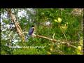 Sensational Sundarbans of Bangladesh - Part 1 ...