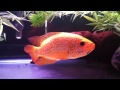 Xanthic Parachromis Managuensis