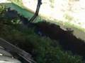 videos de Bungy em Taihape