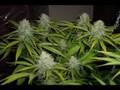 Oregon Medical Slideshow