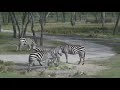 Animals at Animal Kingdom Lodge