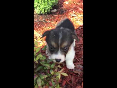 AKC female corgi pups tri colored