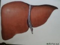 Your Liver