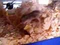 Minihamsterz 1