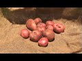 \"The Great Summer Spud Harvest\"