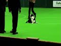 Crufts 2007 - Obedience Championship - Lorraine & Holly - full round