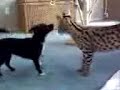 Our Serval and Chihuahua