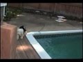 Antiguo Perro Pastor Inglés video