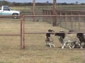 Red-Dawn Border Collies: C-Horse River, Herding Red-Dawn Border Collies: C-Horse River, Herding