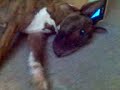 Bull Terrier