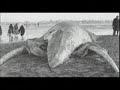 REAL MONSTERS AND UFOS REAL MONSTERS AND UFOS