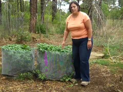 how to fertilize potatoes organically