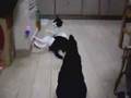 Kittens play ball - 猫のキャッチボール