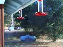 Hummingbirds June 16, 2007