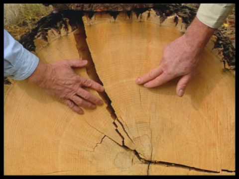 how to decide where to plant trees in yard
