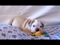 MALE BULLDOG PUPPY CHEWING ON TOY 