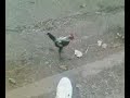 Pubert The Chicken