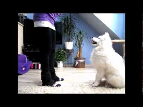 how to train samoyed