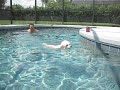 Poodle swims!