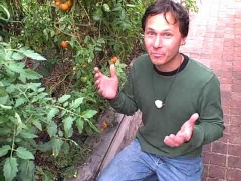 how to ripen tomatoes on the vine faster